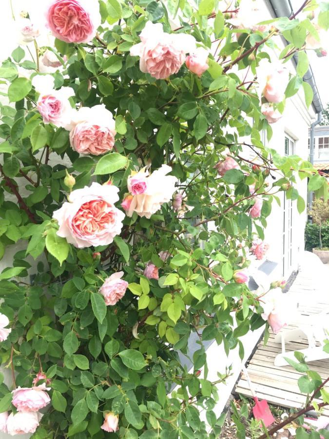 Bnb Thuroe Svendborg Exterior foto